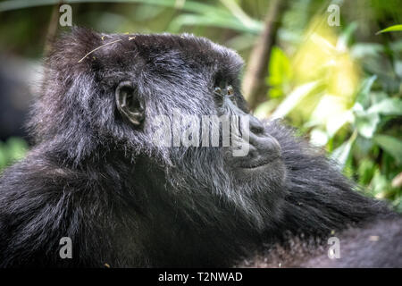 Berggorilla (Gorilla beringei beringei) Der Muhoza Gruppe, in Volcanoes National Park, Virunga Berge, Ruanda Stockfoto