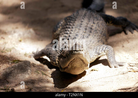 Vorderansicht eines großen Krokodil zu 'Hartley's Crocodile Adventures, Captain Cook Highway, Wangetti, Queensland, Australien. Stockfoto