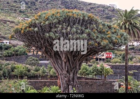 Teneriffa - alten Drachenbaum (Dracaena Draco), berühmte tausendjährige Baum in Icod de los Vinos. Kanarische Inseln, Spanien. Stockfoto