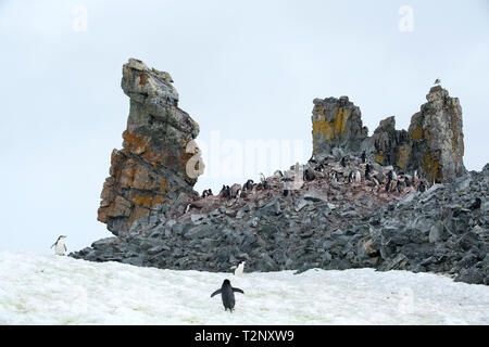 Rock Landschaft mit Flechten auf Half Moon Island mit kinnriemen Pinguine, Antarktische Halbinsel. Stockfoto