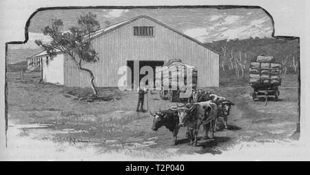 Wolle Halle. Die Schafzucht. Australien 1890 alte antike vintage Bild drucken Stockfoto