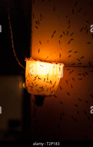 Motten und fliegen um eine Glühbirne in der Nacht wecken ein gruseliges Gefühl. Stockfoto