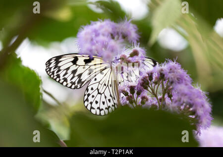 Papier Drachen - großer Baum Nymphe Schmetterling Stockfoto
