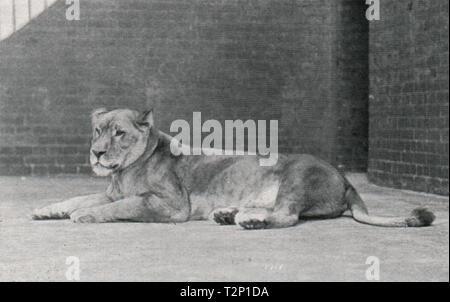 Löwin im Zoo Stockfoto