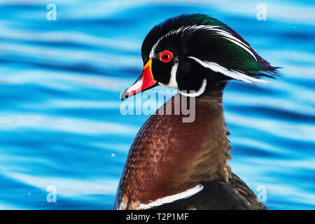 Drake amerikanischen Holz Ente auf Frühjahr Teich Stockfoto