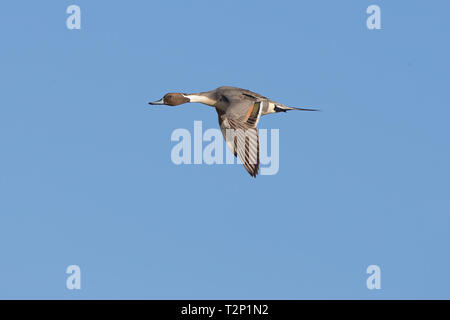 Nördliches Entenmännchen (Anas acuta), das isoliert am blauen Winterhimmel fliegt. Stockfoto