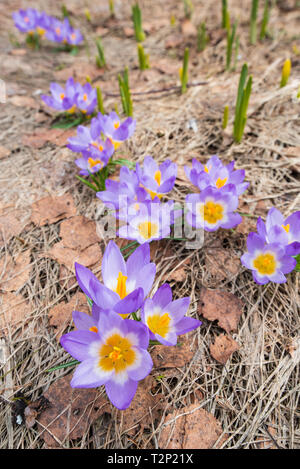 Crocus sieberi Tricolor'' blüht im Frühjahr Stockfoto