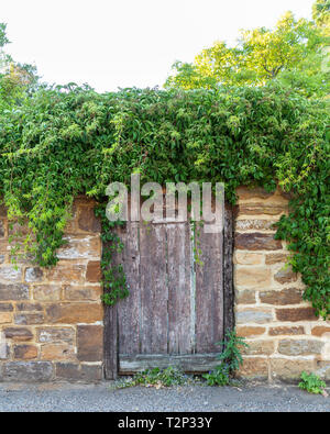 Eine alte, verblichene Holztür in eine Steinmauer gesetzt ist. Efeu und andere Kletterpflanzen Abdeckung oben an der Wand und Tür. Stockfoto