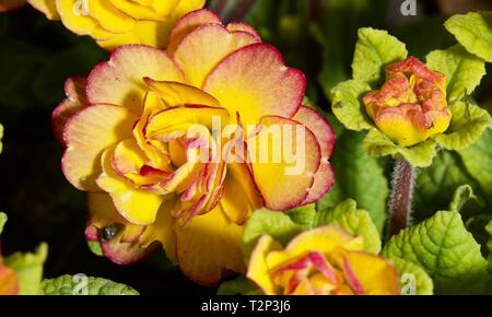 Calibrachoa 'Chameleon Double-Pink - Gelb" Stockfoto