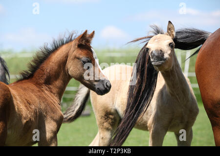 Zwei Fohlen von Welsh Mountain Pony auf der Weide im Sommer Stockfoto