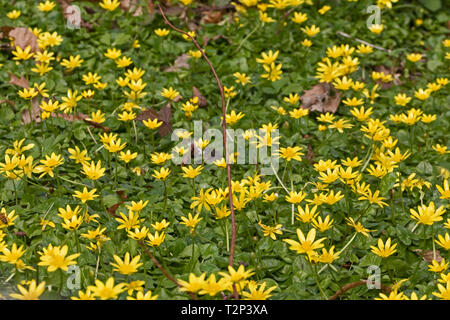 Ein Teppich von geringerer Celandines (Ranunculus ficaria) in einem Londoner Friedhof Ende März. Stockfoto