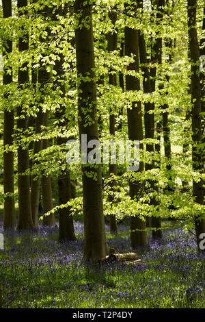 Bluebells und Buche Bäume im Frühling Stockfoto