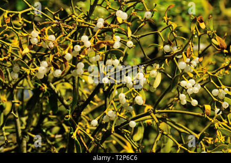 Mistel (Viscum album) mit Beeren Stockfoto