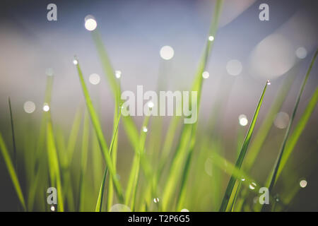 Wassertropfen auf dem grünen Rasen Stockfoto