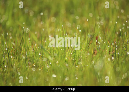 Wassertropfen auf dem grünen Rasen Stockfoto