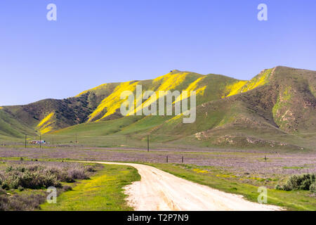 Unbefestigte Straße, die zu den Bergen in Wildblumen während einer super Blüte bedeckt, Carrizo Plain National Monument, zentrale CaliforniaCarrizo Plain Nation Stockfoto