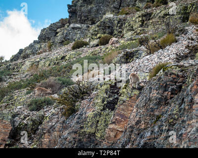 Iberischen wilde Ziege (Capra pyrenaica) Beweidung und Klettern in den Bergen in Salamanca, Spanien Stockfoto