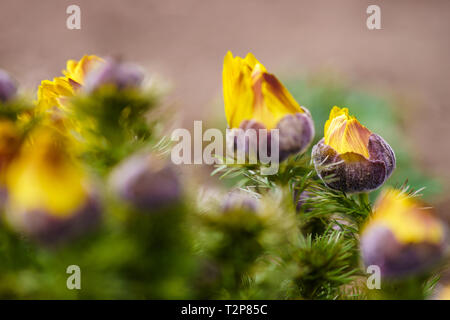 Geschlossene Knospen von cuckooflower im Garten Stockfoto
