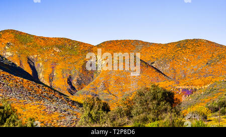 Landschaft im Walker Canyon während des superbloom, Kalifornien Mohn über die Täler und Bergrücken, Lake Elsinore, Süd Kalifornien Stockfoto