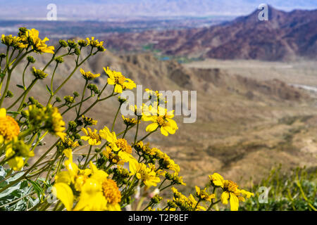 Narrowleaf goldenbush (Ericameria linearifolia) blühen im Coachella Valley, Kalifornien Stockfoto