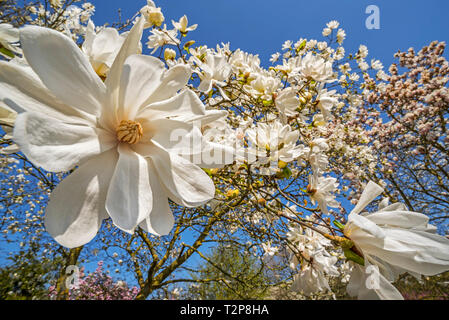 Nahaufnahme der Blüte Magnolia stellata zwei Steine/star Magnolia weiße Blumen im Frühling Stockfoto