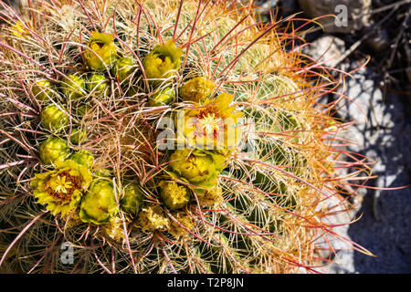 In der Nähe der Wüste barrel Kaktus in der Blüte (Ferocactus cylindraceus), Anza Borrego Desert State Park, Kalifornien Stockfoto