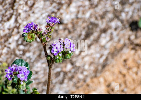 Nahaufnahme von Phacelia (Phacelia Crenulata) Wildblumen blühen in den Anza Borrego Desert State Park, San Diego County, Kalifornien Stockfoto