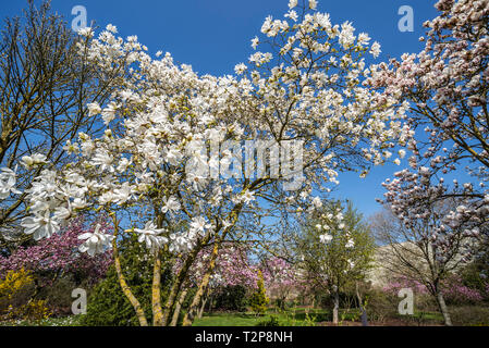 Blühende Magnolia stellata zwei Steine/star Magnolia weiße Blumen im Frühling im Park Stockfoto