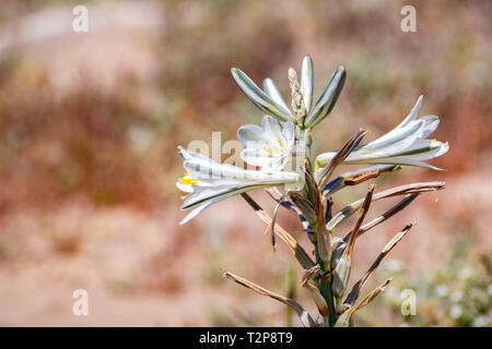 In der Nähe der Wüste Lily (Hesperocallis undulata) blühen in den Anza Borrego Desert State Park, Süd Kalifornien Stockfoto