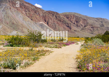 Wanderweg, gesäumt von blühenden Wüste Sonnenblumen (Geraea canescens) und Sand Verbena (Abronia Villosa) in den Anza Borrego Desert State Park während Stockfoto