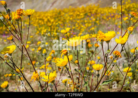 Wüste Sonnenblumen (Geraea canescens) blühen in den Anza Borrego Desert State Park während einer superbloom, Süd Kalifornien Stockfoto