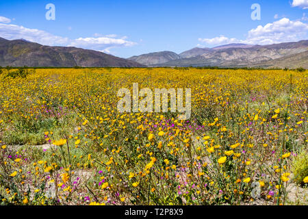 Wüste Sonnenblumen (Geraea canescens) blühen in den Anza Borrego Desert State Park während einer superbloom, Süd Kalifornien Stockfoto