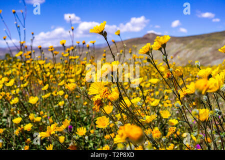 Wüste Sonnenblumen (Geraea canescens) blühen in den Anza Borrego Desert State Park während einer superbloom, Süd Kalifornien Stockfoto