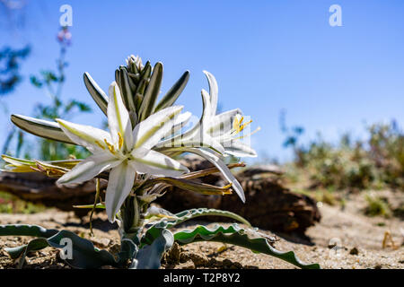 In der Nähe der Wüste Lily (Hesperocallis undulata) blühen in den Anza Borrego Desert State Park, Süd Kalifornien Stockfoto