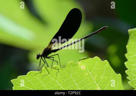 Kupfer demoiselle/Mittelmeer demoiselle damselfly (Calopteryx Haemorrhoidalis) männlichen auf Blätter überhängenden ein Gebirgsbach, Sardinien ausruhen, es Stockfoto