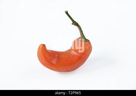 Orange Spicy Chili auf weißem Hintergrund. Pfeffer. Chili Pfeffer. Stockfoto