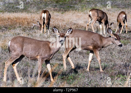 Eine Gruppe von Black-tailed deer auf einer Wiese, Süd Kalifornien Stockfoto