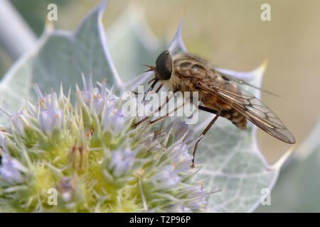 Eine streng Nektar - Fütterung Pferd fliegen (Pangonius striatus), endemisch auf Sardinien, Fütterung auf Sea Holly Blumen (Eryngium maritimum) auf einem Strand, Sardinien, Stockfoto