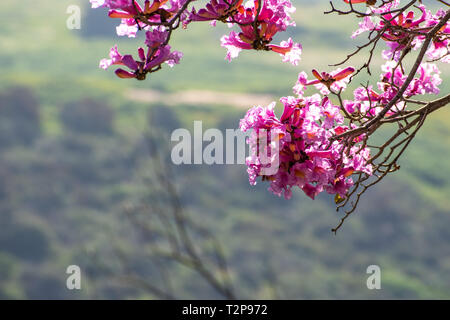 In der Nähe von Rosa Trompete Baum (Handroanthus impetiginosus) Blumen, grünen Hintergrund Stockfoto