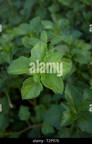 Senecio angulatus frische Blätter Stockfoto