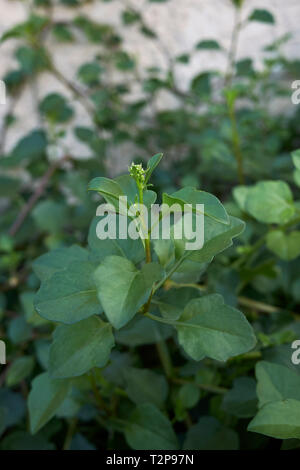 Senecio angulatus frische Blätter Stockfoto