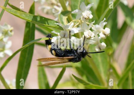 Behaart Blüte Wasp (Colpa sexmaculata) weibliche Fütterung auf Milkweed / Ballon Baumwolle Blumen (Gomphocarpus fruticosus), Sardinien, Italien, Juni. Stockfoto