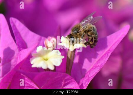 Honigbiene (Apis mellifera) nectaring auf Bougainvillea Blumen, Mallorca, Spanien, August. Stockfoto