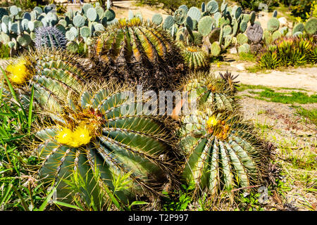 Gelbe Blüte barrel Kakteen, San Diego, Kalifornien Stockfoto