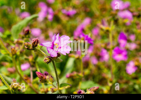 Wüste Querlenker Buchse (Mirabilis laevis) Wildblumen blühen in Walker Canyon, Lake Elsinore, Kalifornien Stockfoto