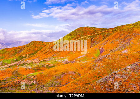 Landschaft im Walker Canyon während des superbloom, Kalifornien Mohn über die Täler und Bergrücken, Lake Elsinore, Süd Kalifornien Stockfoto