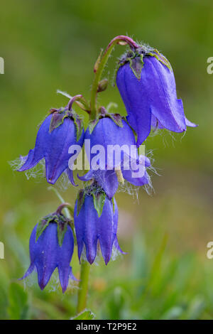 Bärtige Glockenblume (Campanula lanceolata) in Blüte in den Alpen im Sommer Stockfoto