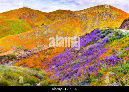 Landschaft im Walker Canyon während des superbloom, Kalifornien Mohn über die Täler und Bergrücken, Lake Elsinore, Süd Kalifornien Stockfoto