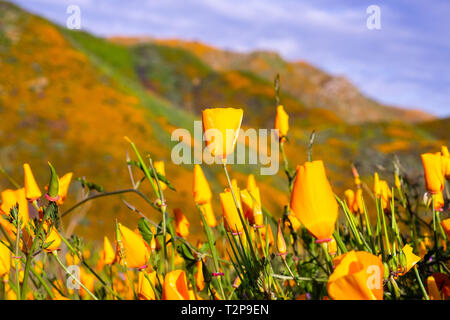 Kalifornien Mohnblumen blühen in Walker Canyon während des superbloom, Lake Elsinore, Süd Kalifornien Stockfoto