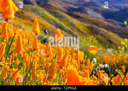 Kalifornien Mohnblumen blühen in Walker Canyon während des superbloom, Lake Elsinore, Süd Kalifornien Stockfoto